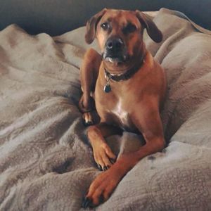 Meet your Posher, Abigail